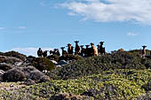 Goat breeding on deserted hills of East Crete covered in thyme, heather and sage.